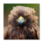 Miniaturbild: Steinadler "Rosa"