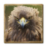 Steinadler "Rosa"