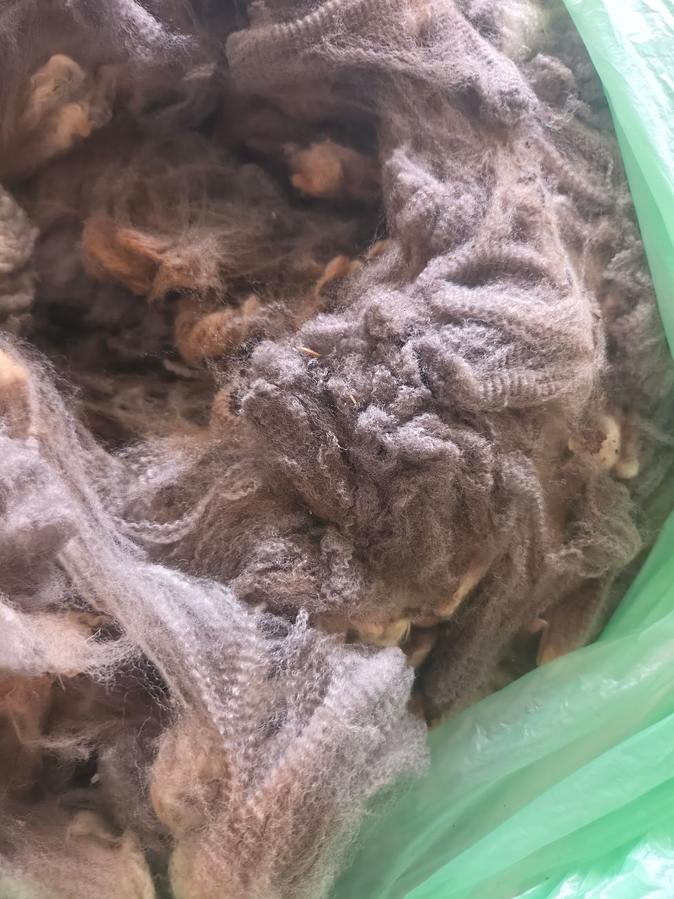 Thumbnail: #5119 Merino Ewe Fleece *8 lbs.