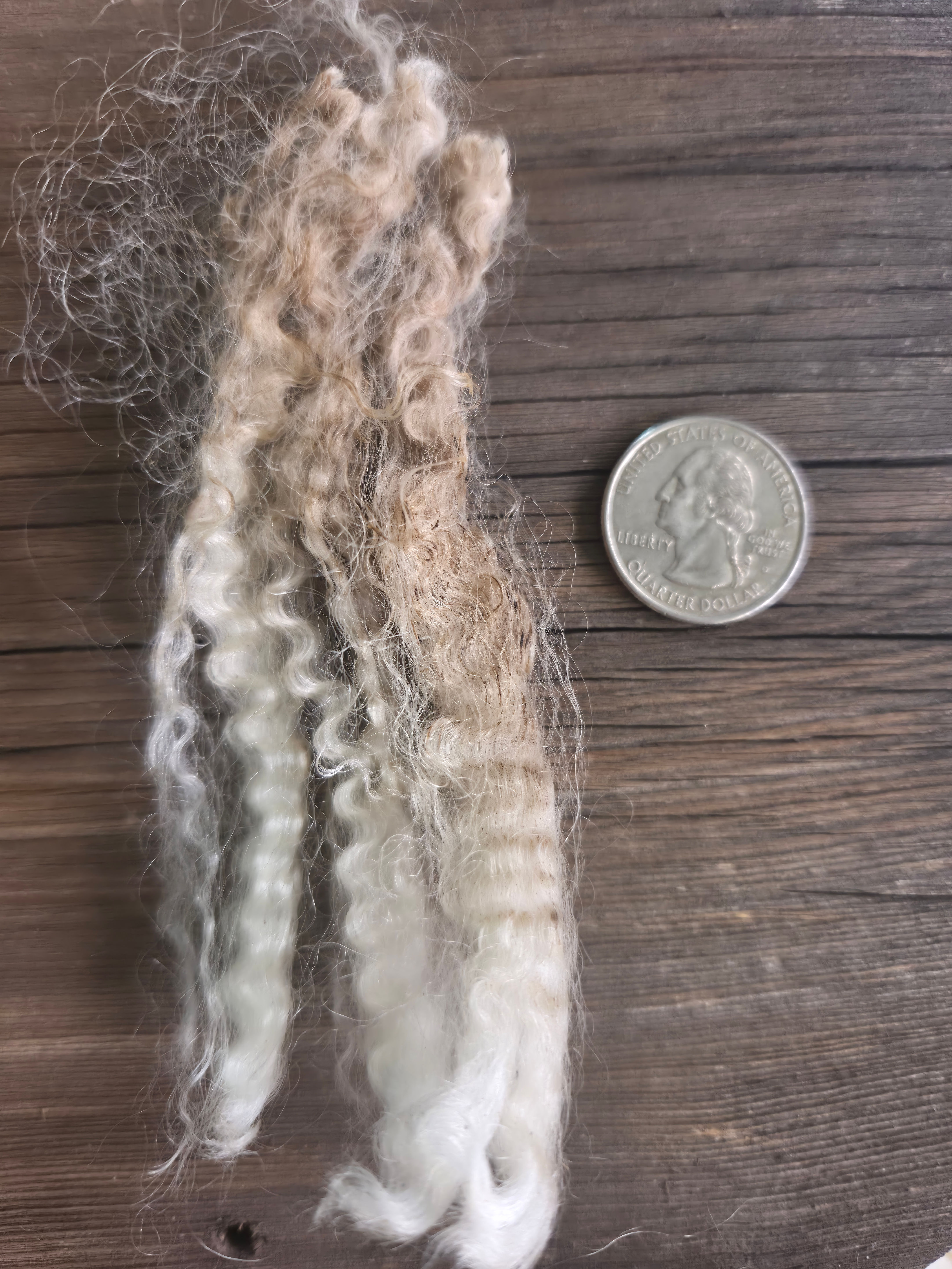 #491 BFL Lamb Fleece *5 lbs.