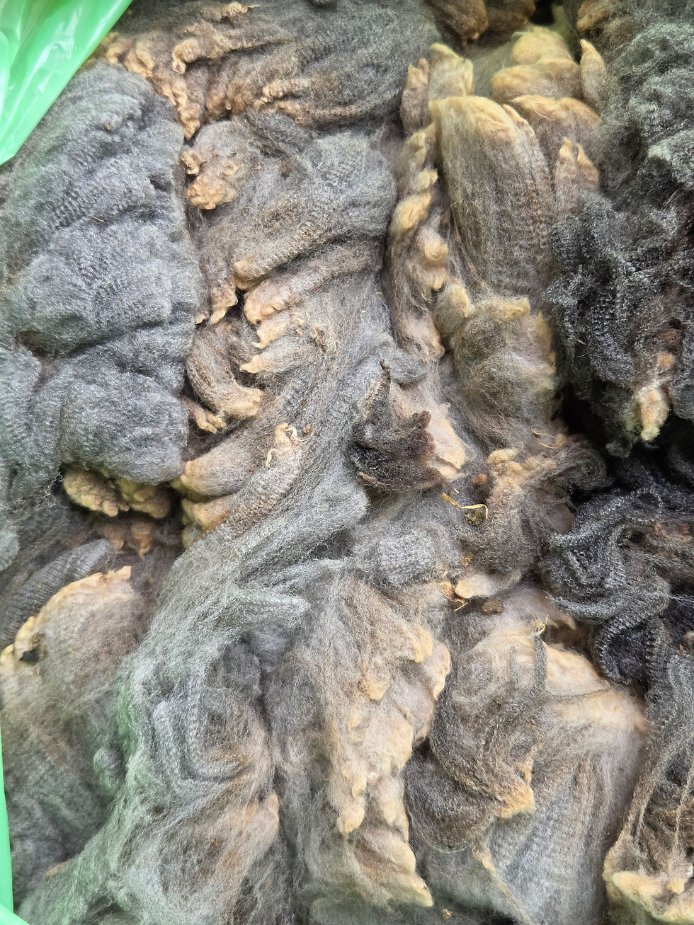 Thumbnail: #303 CVM/Merino Fleece *1 lb*
