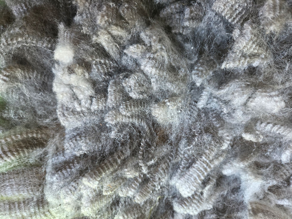 Thumbnail: #1110 CVM/Wensleydale Ewe  *7 lbs.*
