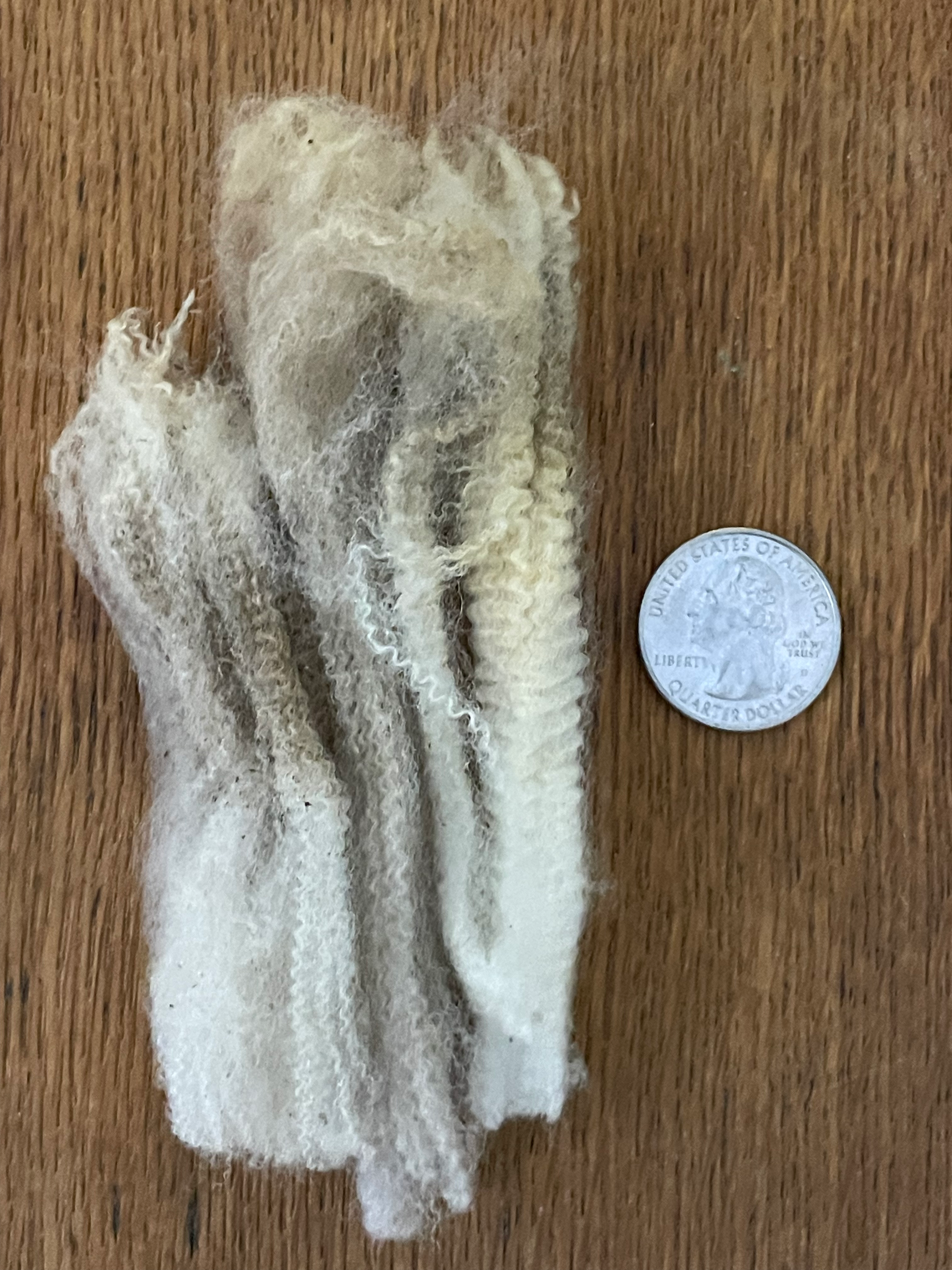 #1453 Merino Ewe Fleece *8 lbs* 