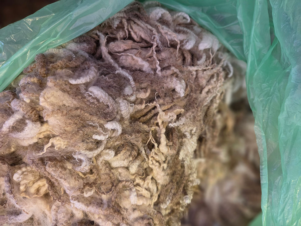 Thumbnail: #422 BFL Ewe Fleece   *7 lbs*