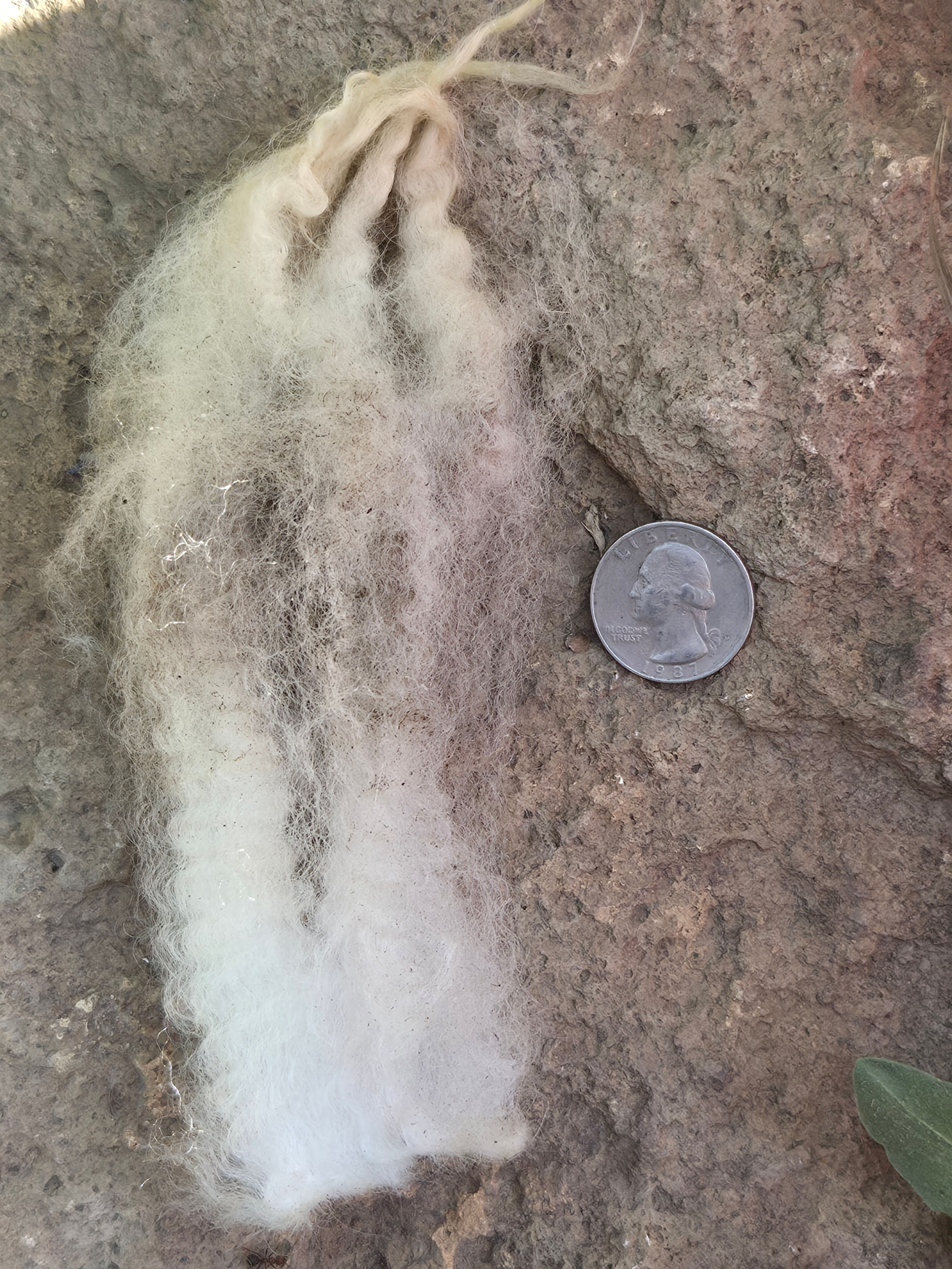#519G Mystery Longwool Ewe Fleece *5 lbs.*