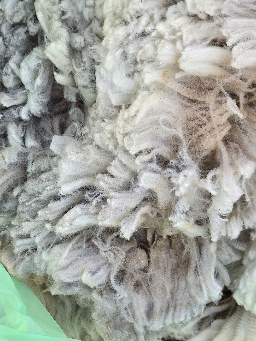 Thumbnail: NTA Merino Ram  *1 lb*