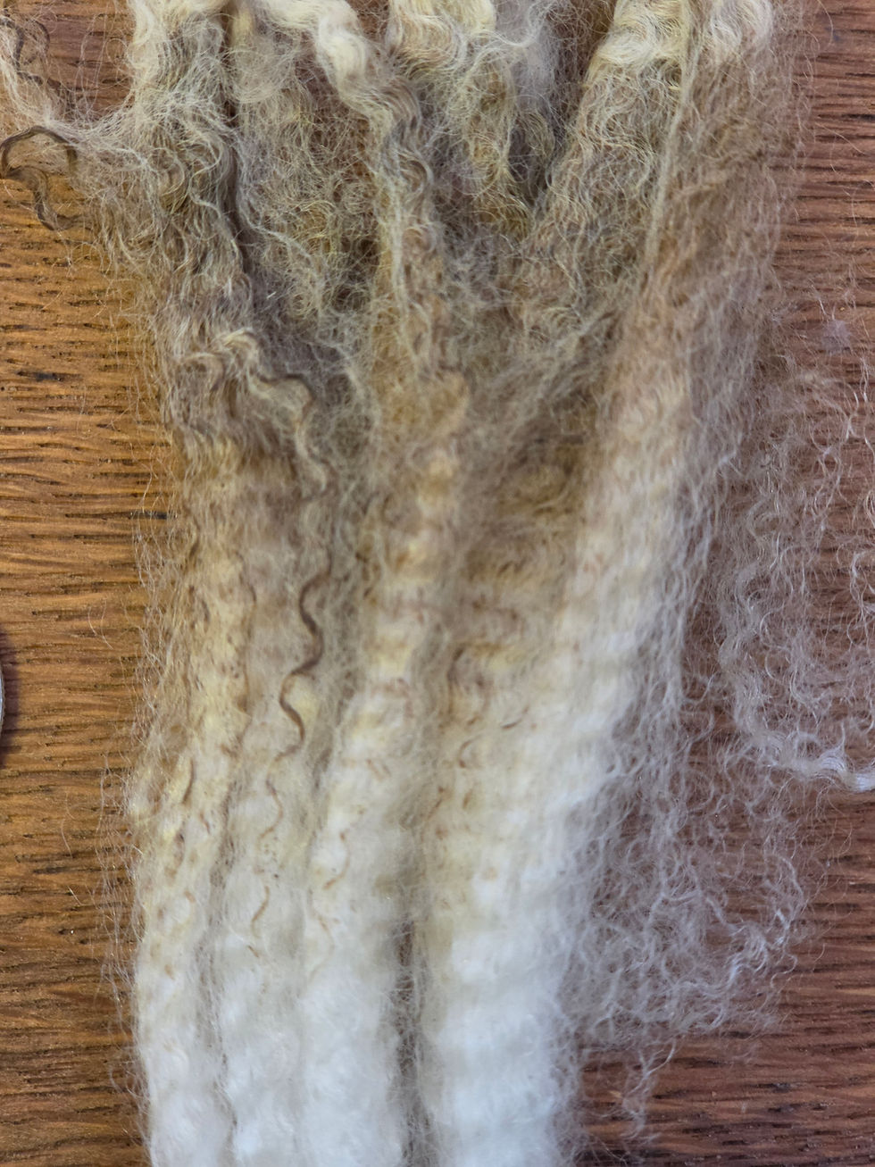Thumbnail: #422 BFL Ewe Fleece   *7 lbs*