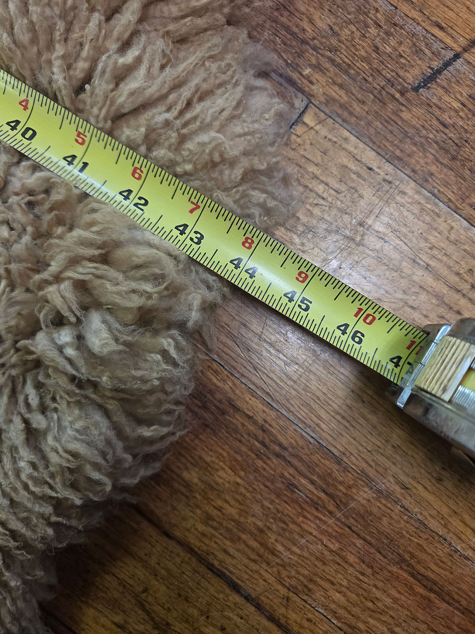 Thumbnail: Merino Lamb Pelt C5