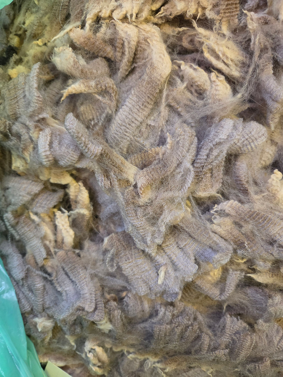 Thumbnail: #5236 Merino Lamb *5.5 lbs*