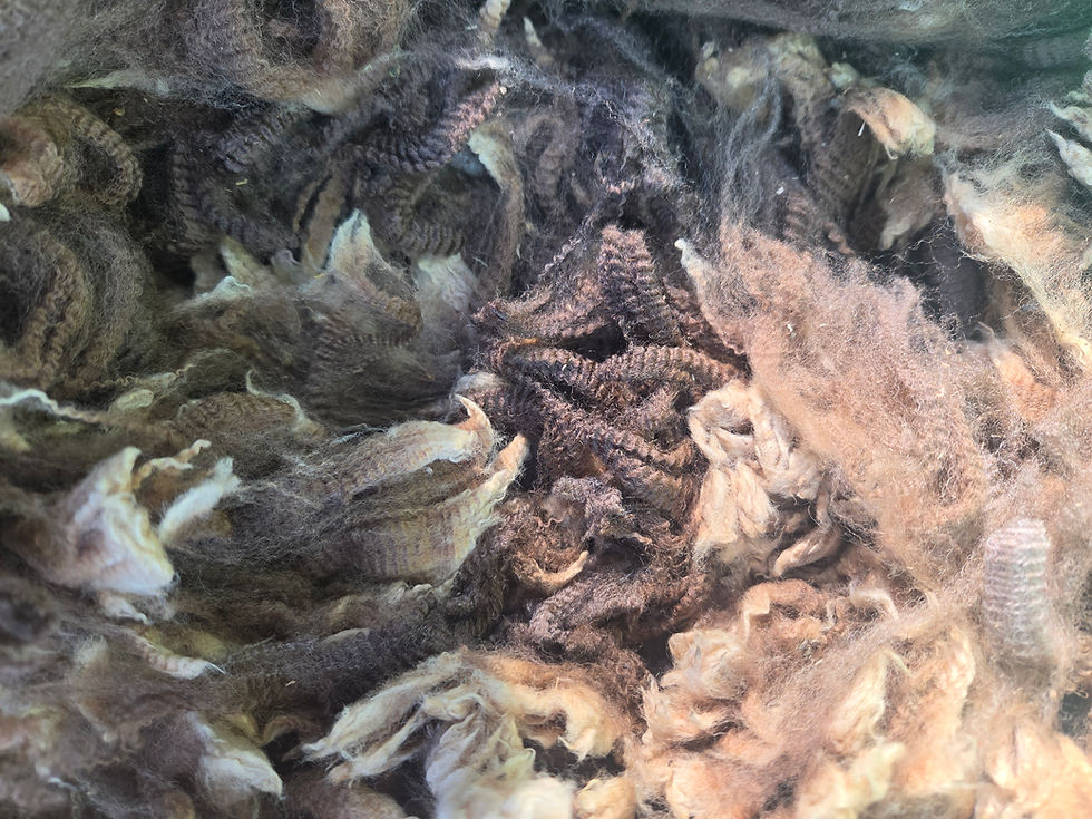 Thumbnail: #4350 Merino Ewe Fleece *10.5 lbs.*