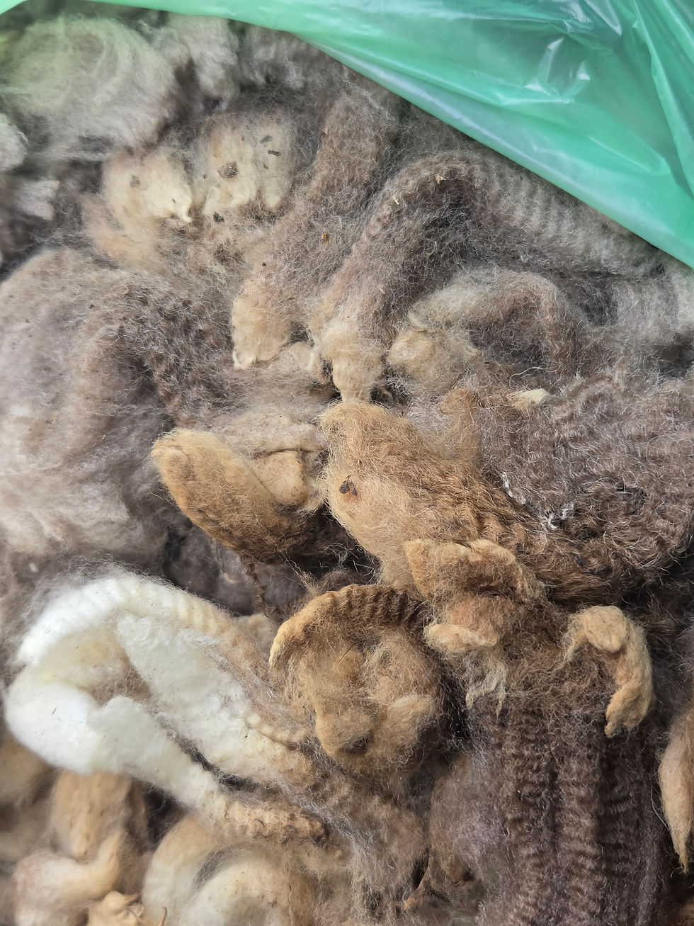 Thumbnail: #4312 CVM/Merino Fleece *1 lb*