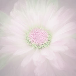 soul purpose pink and green flower_edited.jpg