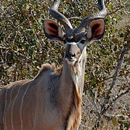 220px-Male_greater_kudu_horns.jpg