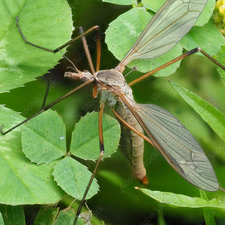 Fighting Crane Fly Larvae—Guide 