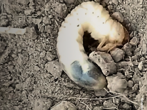 Grubs in your lawn? When can beneficial nematodes still work?