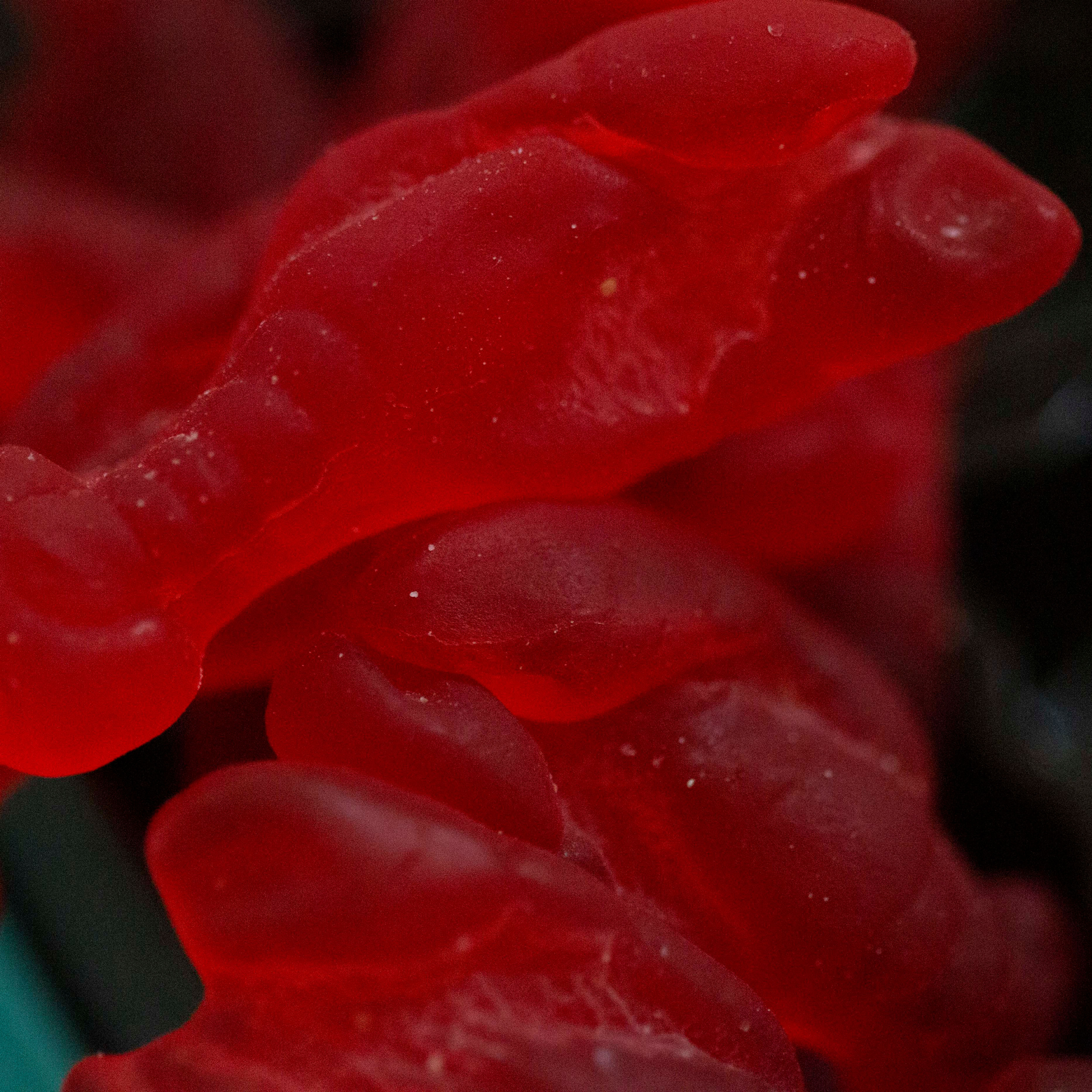 Gummy Lobsters - 1/2 Pound