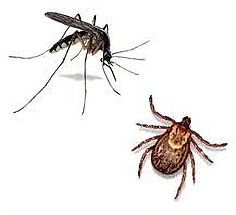 ticks-and-mosquitos_001 (1)_edited.jpg
