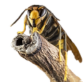 asian-hornet-royalty-free-image-16927324
