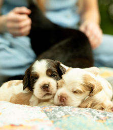 AKC Cocker Spaniel Puppies For sale