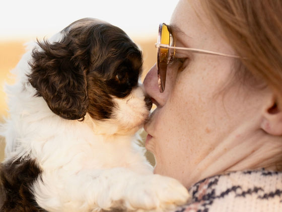 Bruno Brown and White AKC Cocker Spaniel puppy with blue eyes male for sale