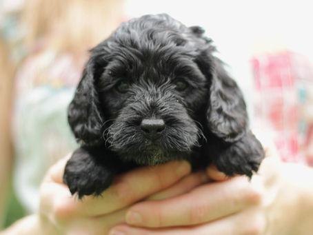 Cockapoo Girls