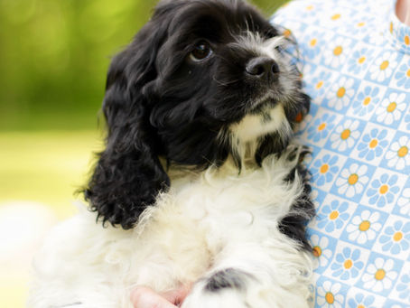 Puppy Life - Male Cocker Spaniel Pup Available