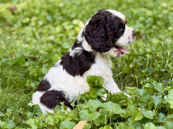 Boone Chocolate and white AKC Cocker Spaniel Male Puppy For Sale