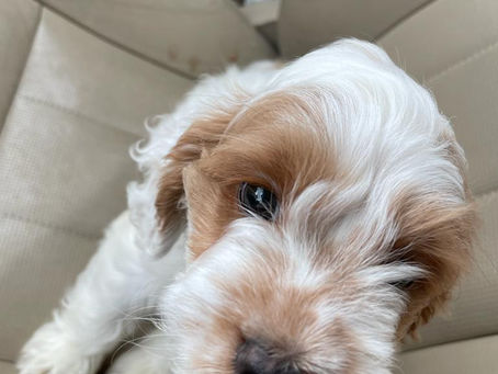 First Days with Puppy