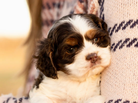 Bruno Brown and White AKC Cocker Spaniel puppy with blue eyes male for sale