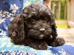 Black cockapoo puppy