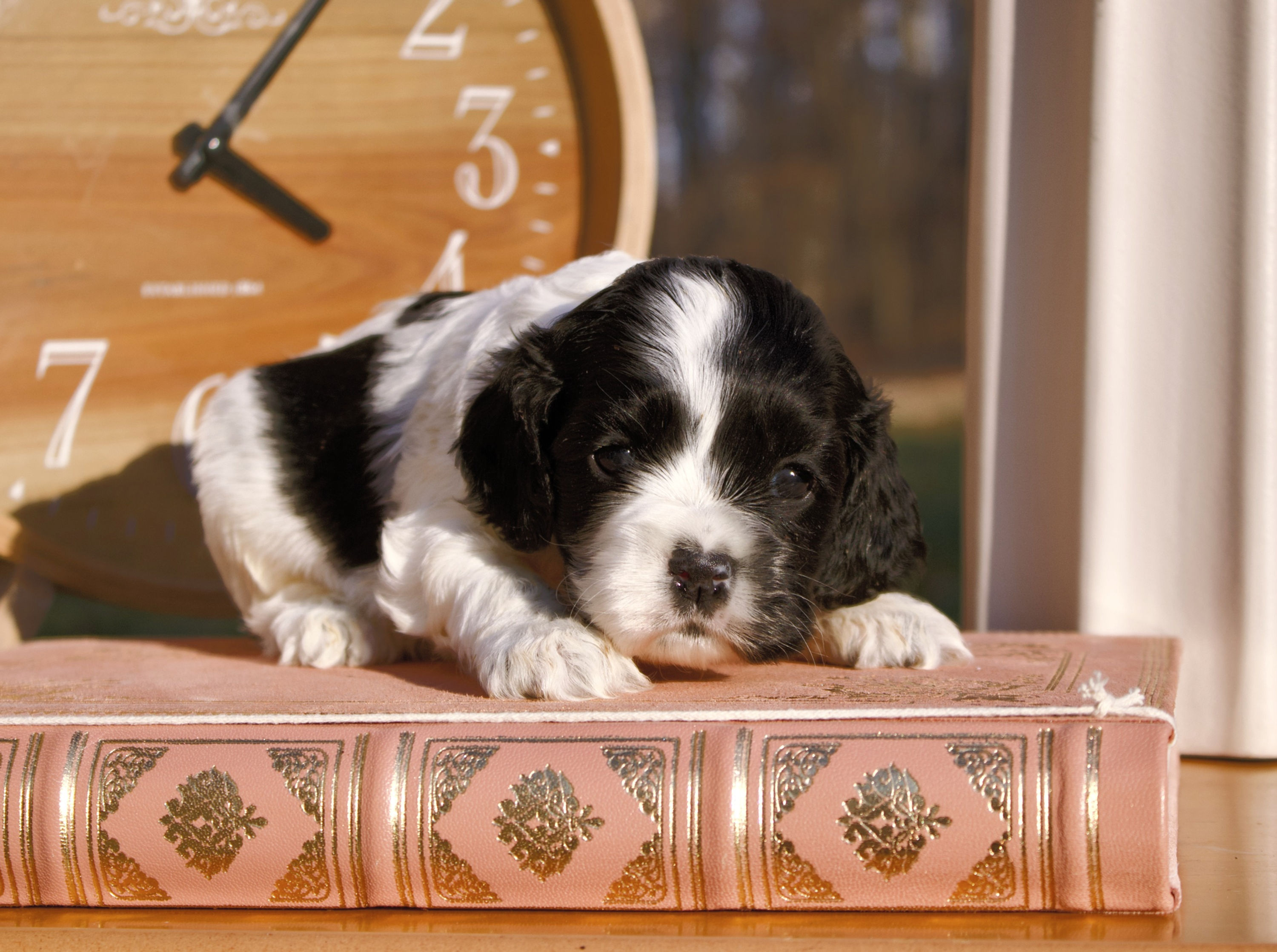 Mabel - Female (AKC Cocker Spaniel)