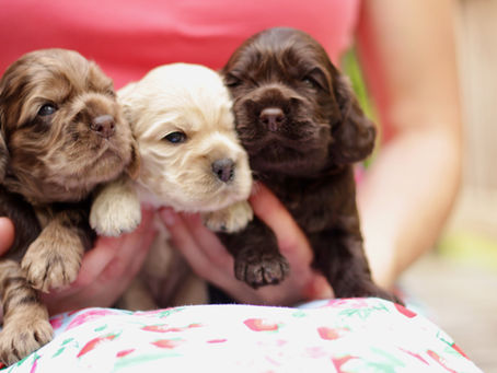 Star's Litter - AKC Cocker Spaniel Puppies Available