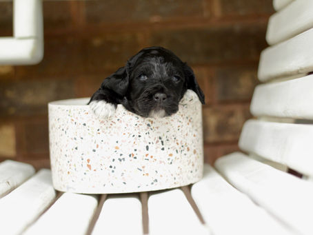 Meet our Cockapoo Litter