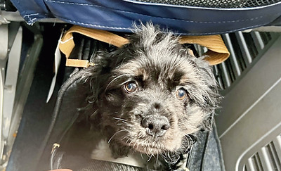 Black Cocker spaniel on plane
