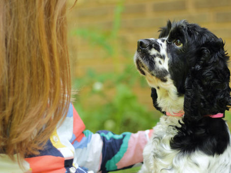 Exciting Announcement! Cockapoo Litter Coming!