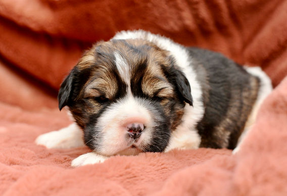 Snickers Mini Hippo Puppy Male Sable Bear Coat For Sale