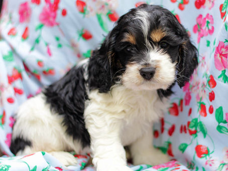 Guide to a Smooth First Night with Your Cocker Spaniel Puppy