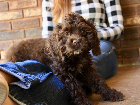 Cider, Pumpkins and Puppies!