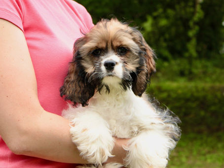 Get a Puppy to enjoy the summer with!