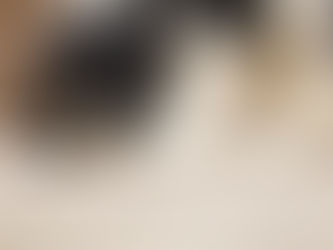 Cockapoo Puppies Ready Now!