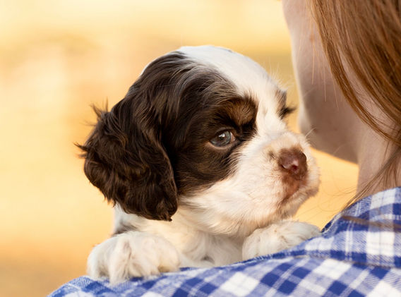 Rusty Brown and White AKC Cocker Spaniel Puppy with blue eyes male for sale