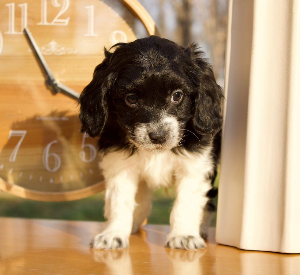 Thumbnail: Ace - Male Cockapoo