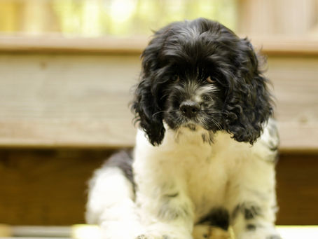 Puppy "Blues" - Cocker Spaniel Puppy Available