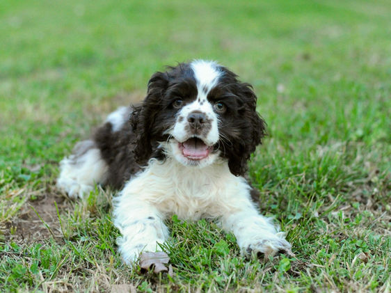 Copper Brown and white AKC Cocker Spaniel Puppy male blue eyes for sale