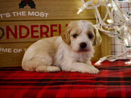 Cocker Spaniel and Cockapoo puppies AVAILABLE!!