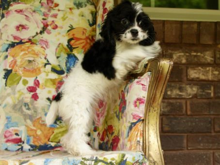 Practically Perfect Personalities!