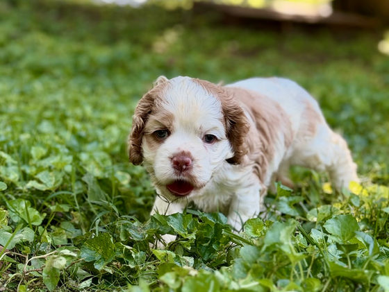 Sadie Buff and white Female AKC Cocker Spaniel Puppy For Sale