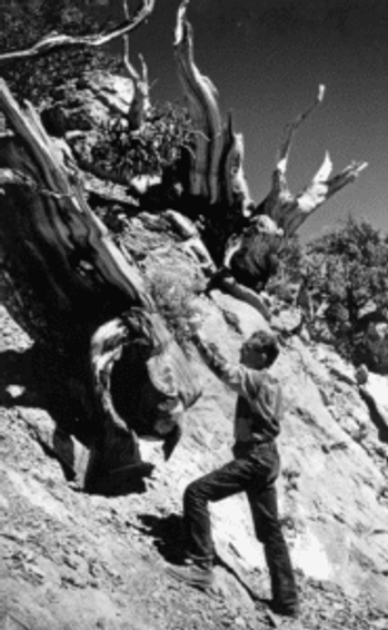 Edmund Schulman preparing to take an increment bore from an ancient bristlecone pine