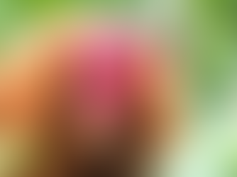 8 Amazon Rainforest Endangered Species That Need Saving in 2024