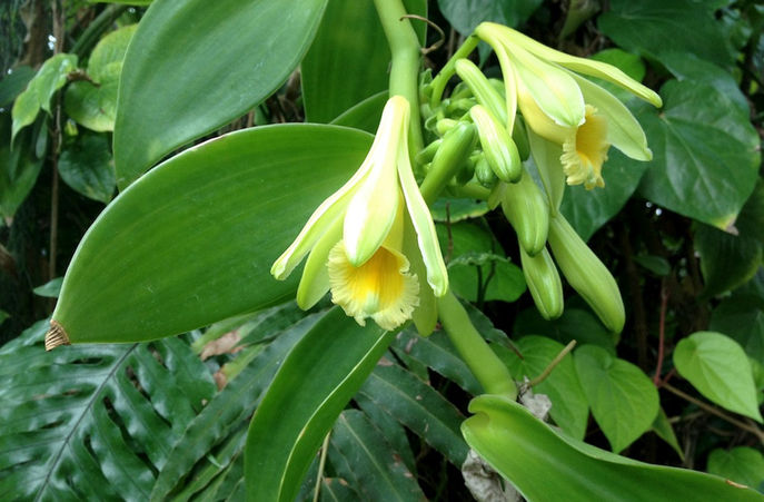 Vanilla orchid flower Vanilla planifolia